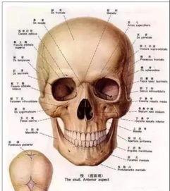 扁头明星头骨填充,探寻古代美容术的奥秘
